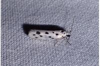 Ethmia dodecea