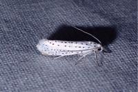 Yponomeuta evonymella