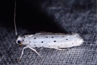 Yponomeuta