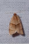 Clepsis rurinana