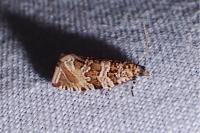Celypha rivulana
