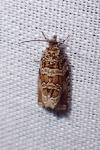 Celypha rivulana
