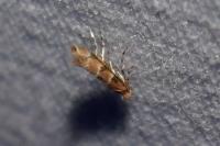 Phyllonorycter trifasciella