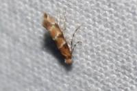 Phyllonorycter trifasciella