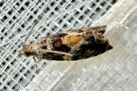 Epinotia nisella