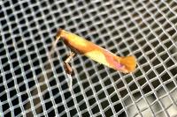 Caloptilia alchimiella