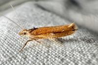 Ypsolopha parenthesella