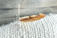 Argyresthia pruniella