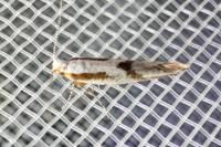 Argyresthia bonnetella
