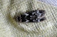 Anacampsis blattariella/populella