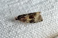 Celypha lacunana