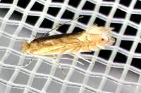 Phyllonorycter quercifoliella
