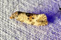 Neocochylis molliculana