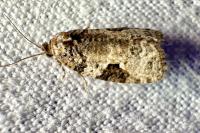 Apotomis semifasciana