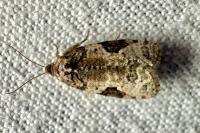 Apotomis semifasciana