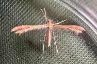 Oxyptilus