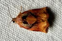 Archips podana