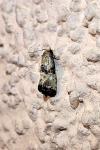 Eupoecilia angustana
