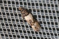 Teleiopsis rosalbella