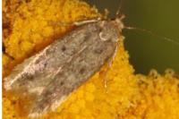 Borkhausenia