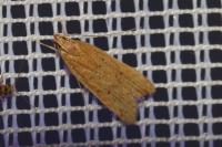 Helcystogramma lutatella