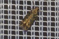 Scrobipalpa ocellatella