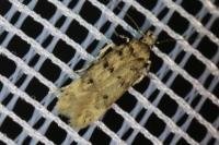 Bryotropha domestica