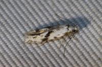 Stenolechia gemmella