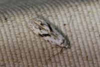 Stenolechia gemmella
