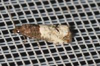 Notocelia roborana