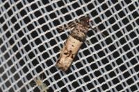 Notocelia incarnatana