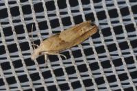 Eucosma conterminana