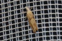 Eucosma conterminana