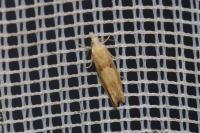 Eucosma conterminana