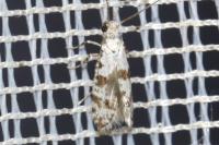 Scythropia crataegella