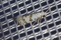 Scythropia crataegella