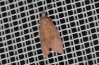 Celypha rosaceana