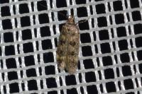Bryotropha