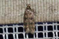 Bryotropha