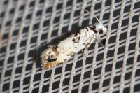 Eucosma campoliliana
