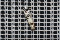 Eucosma campoliliana