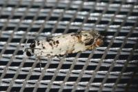 Eucosma campoliliana