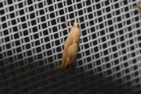 Eucosma conterminana