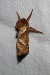 Triodia sylvina