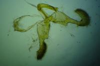 Dichrorampha petiverella