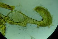 Dichrorampha petiverella