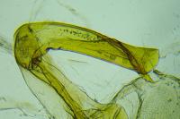 Dichrorampha petiverella
