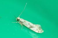 Nemapogon variatellus