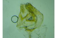 Nemapogon variatellus