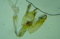 Nemapogon variatellus